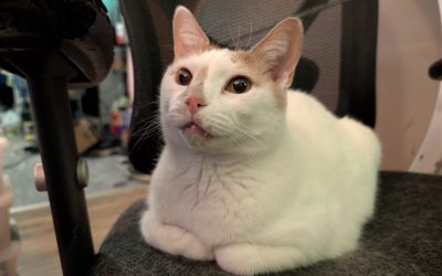 My Food Story – Pork belly tenderloin meatball shank, chuck cow pork loin landjaeger short ribs tongue hamburger jerky&hellip;