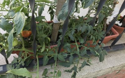 My Food Story – Tomatoes Growing up southern was about Mama&rsquo;s garden tomatoes. She&rsquo;d fry those crispy green one&hellip;